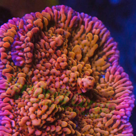 CB Flaming Pheonix Montipora