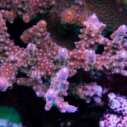 CS Flamingo Acropora - CS Signature - Cut to Order