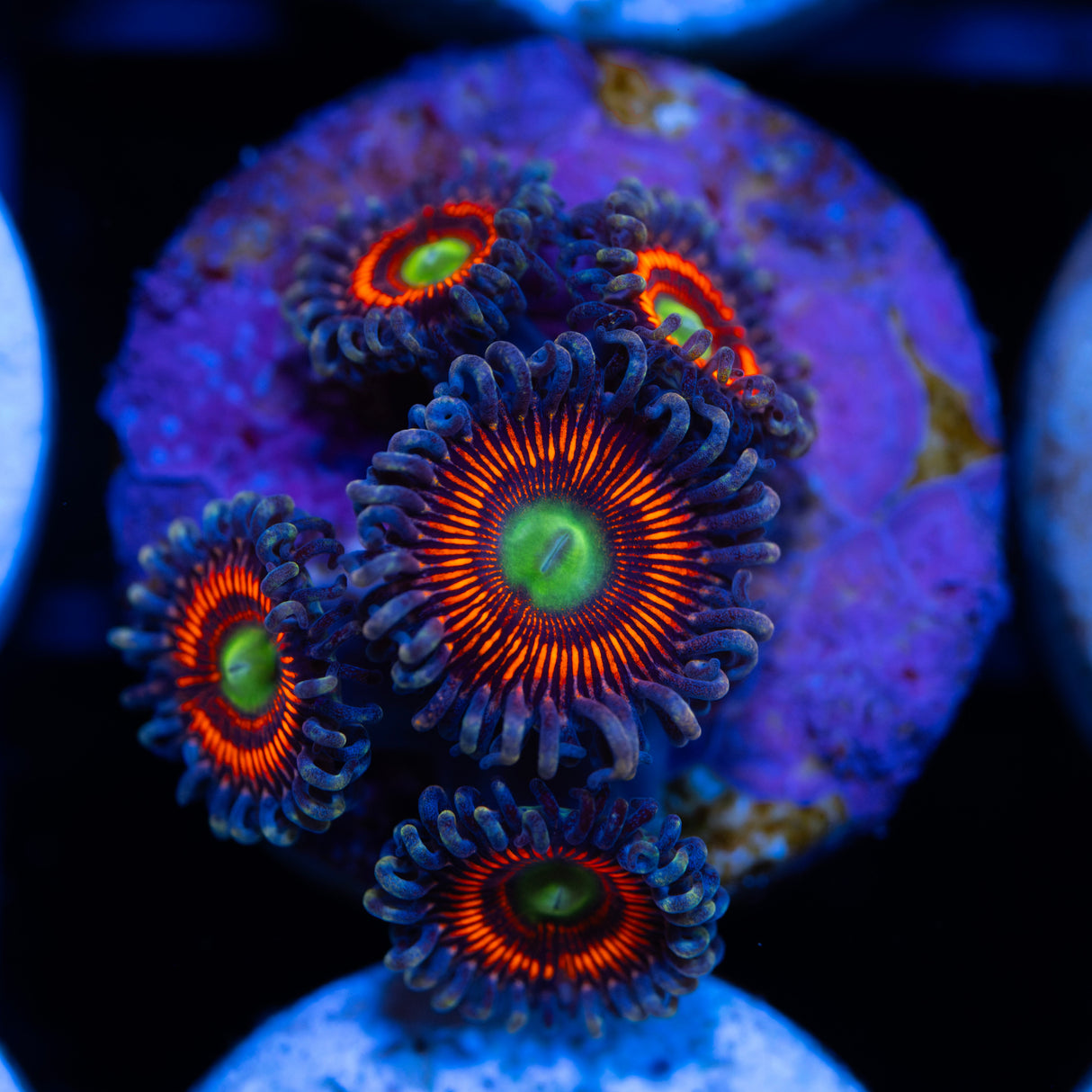 OG Everlasting Gobstopper Zoanthids