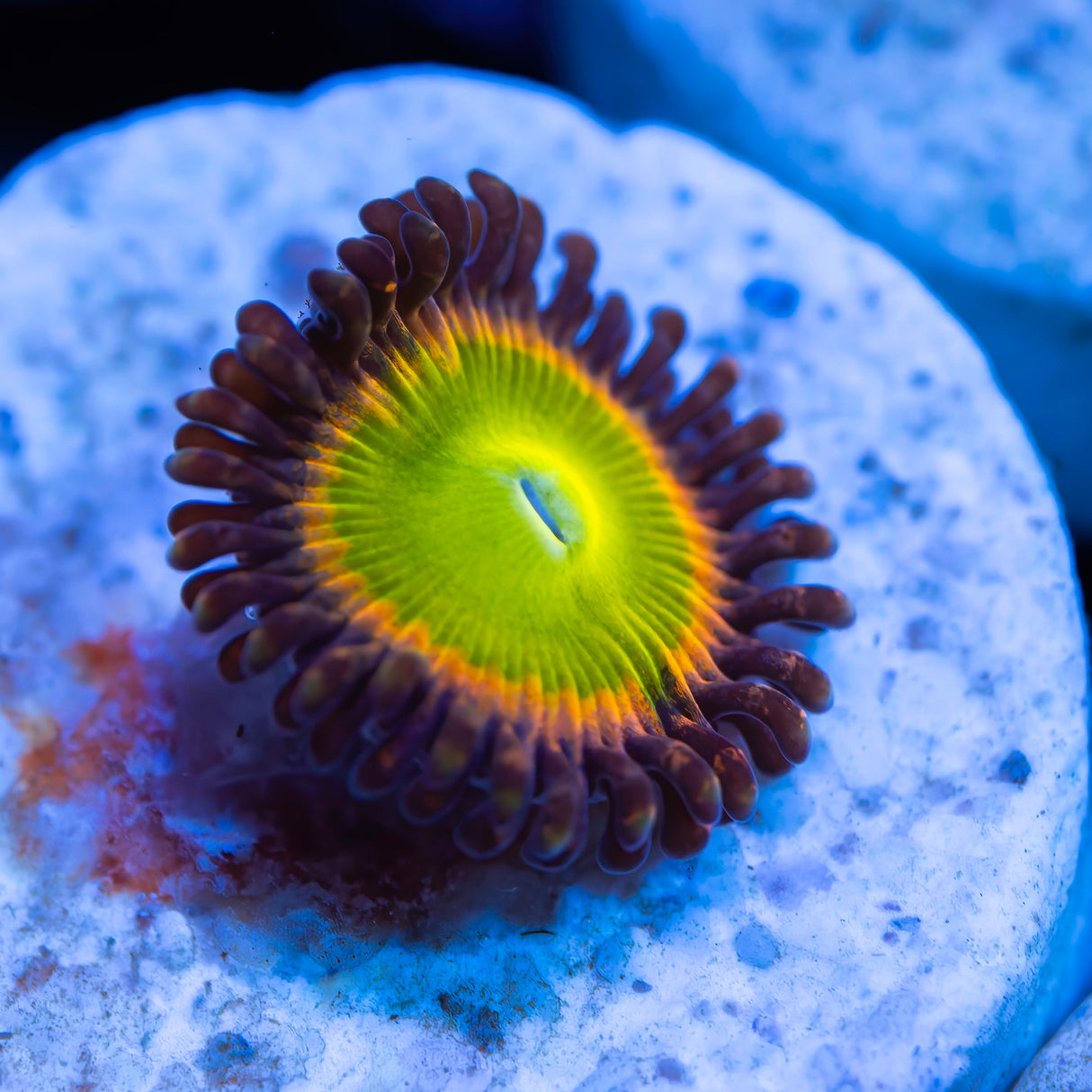 OG Green Candy Apples Zoanthids