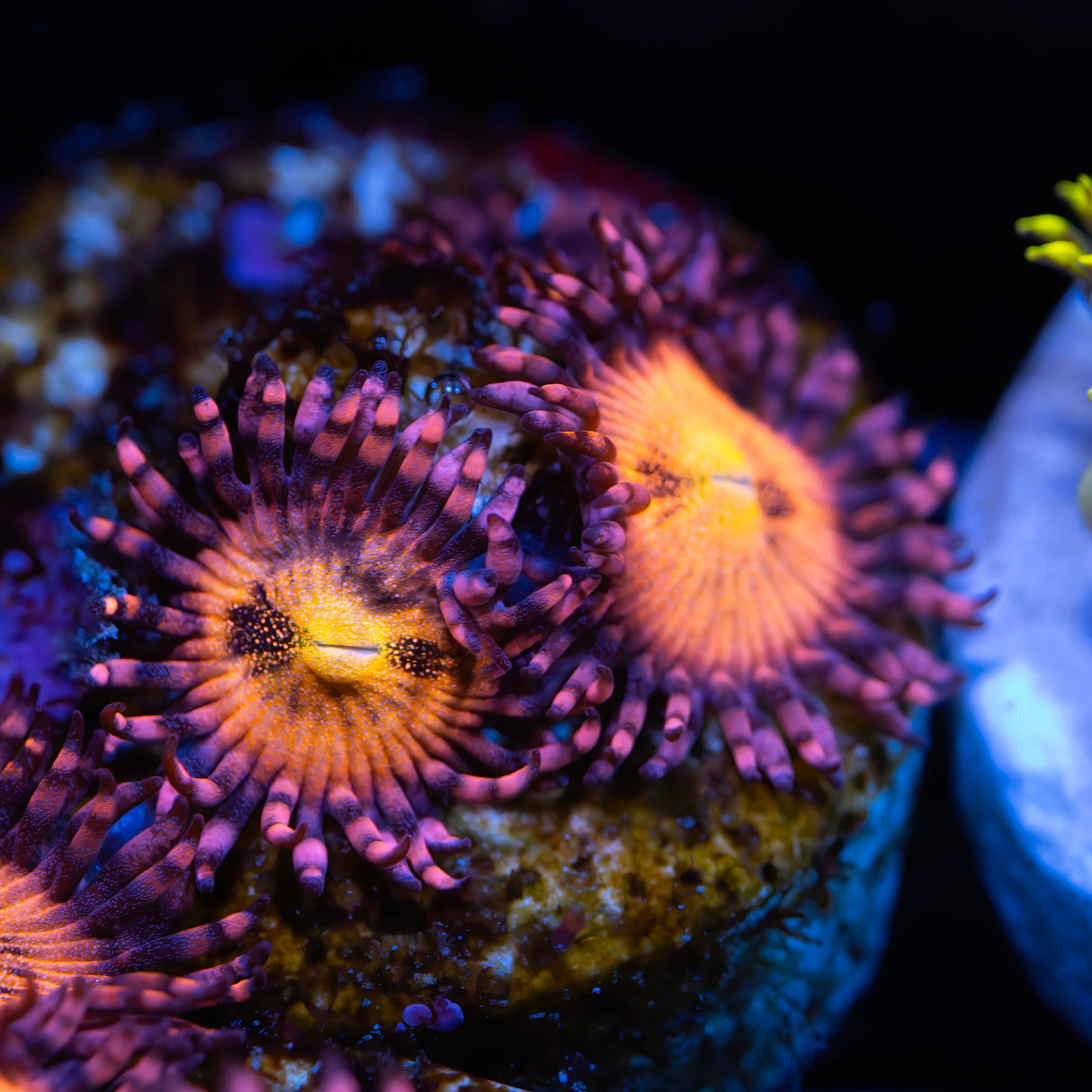 JF Cry Baby Zoanthids