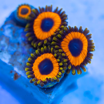 Jungle Juice Zoanthids - Cut to Order