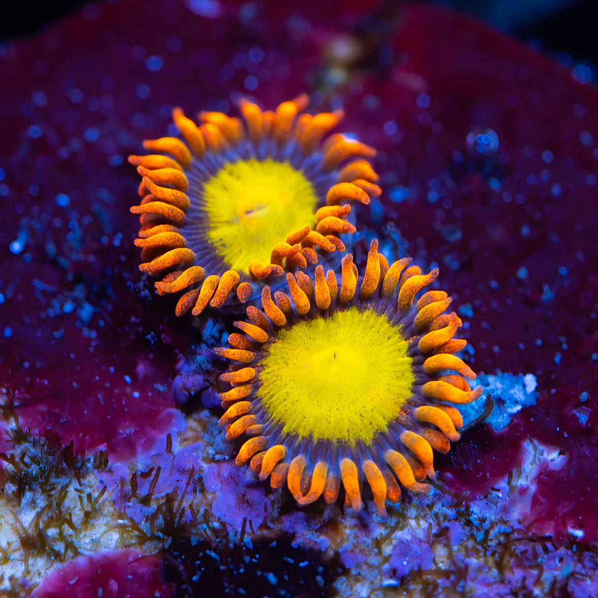 OG Mandarin Orange Zoanthids