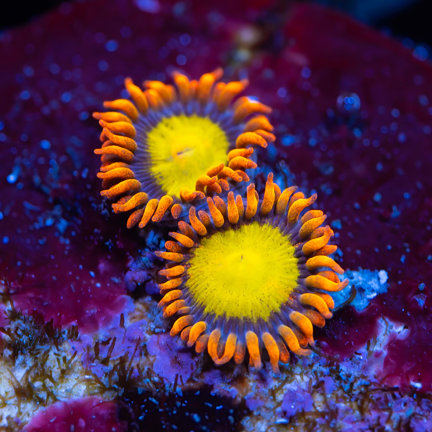 Mandarin Orange Zoanthids - USA Shipment - Cut to Order