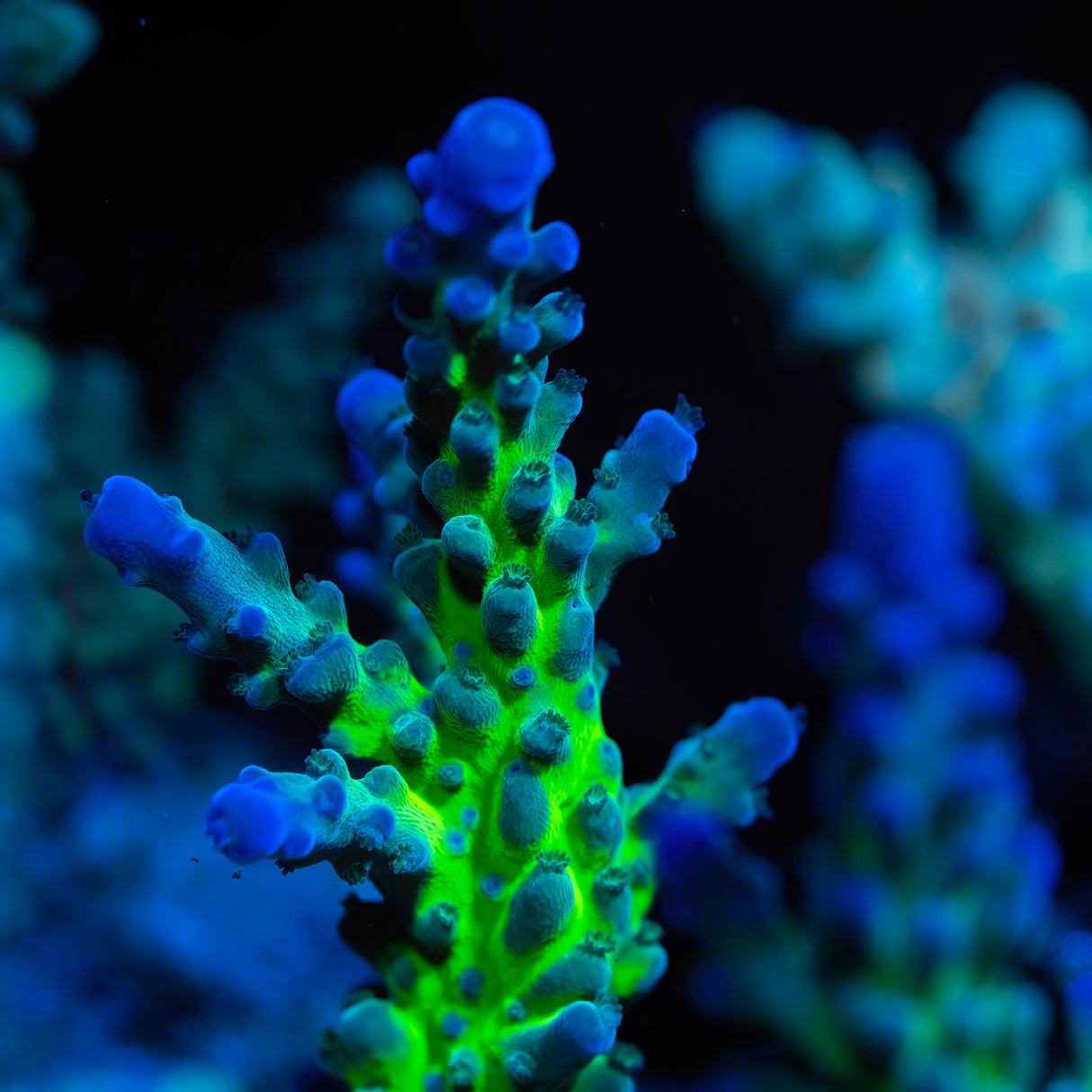 OG Miyagi Tort Acropora