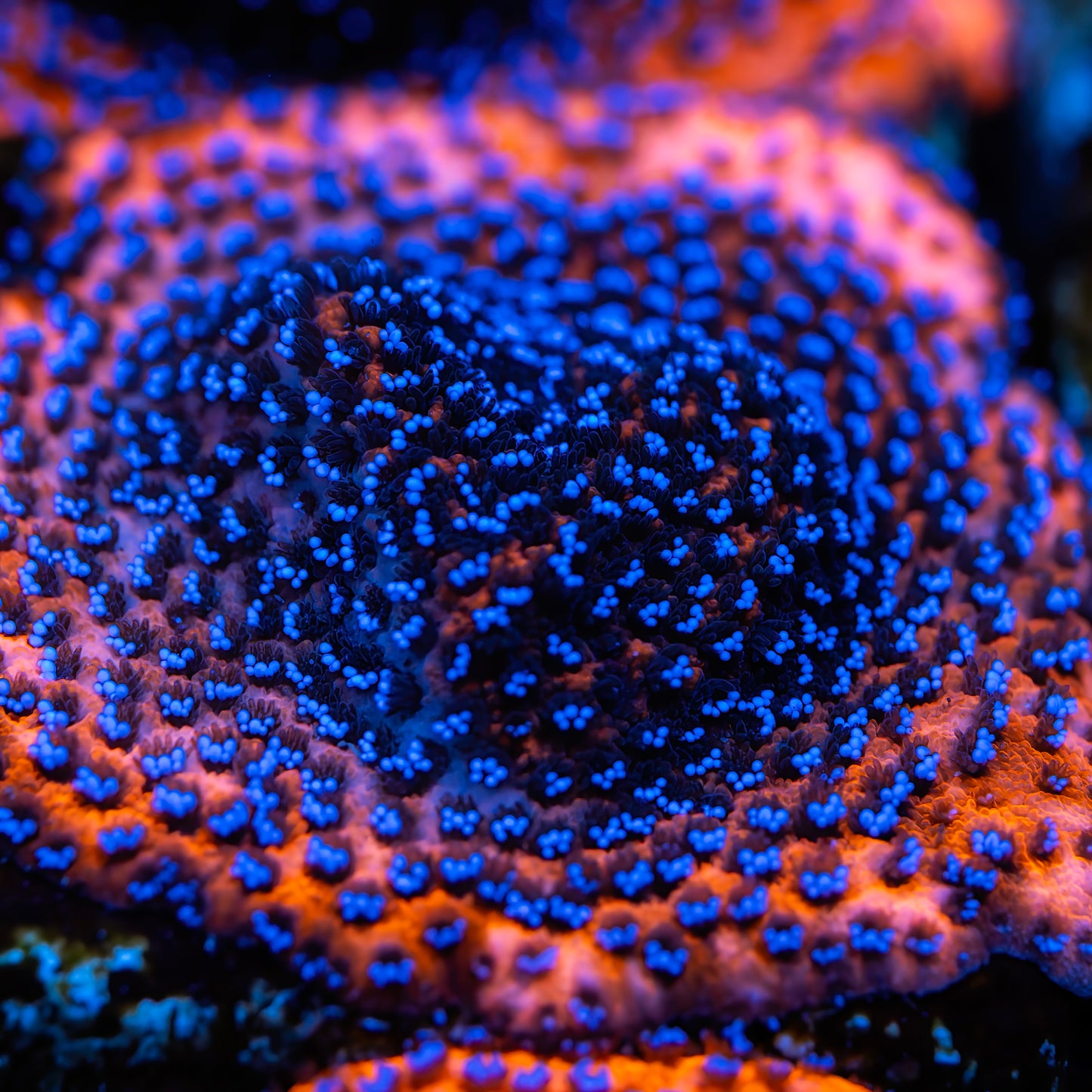 Mystic Sunset Montipora - Classic - Free