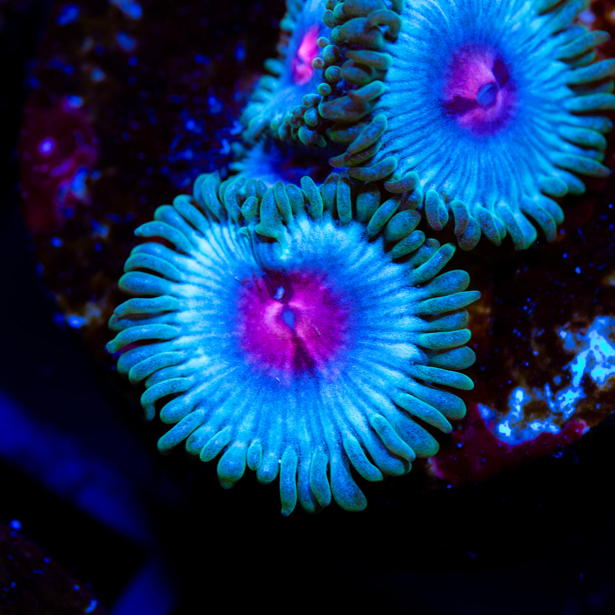 OG Miami Vice Zoanthids