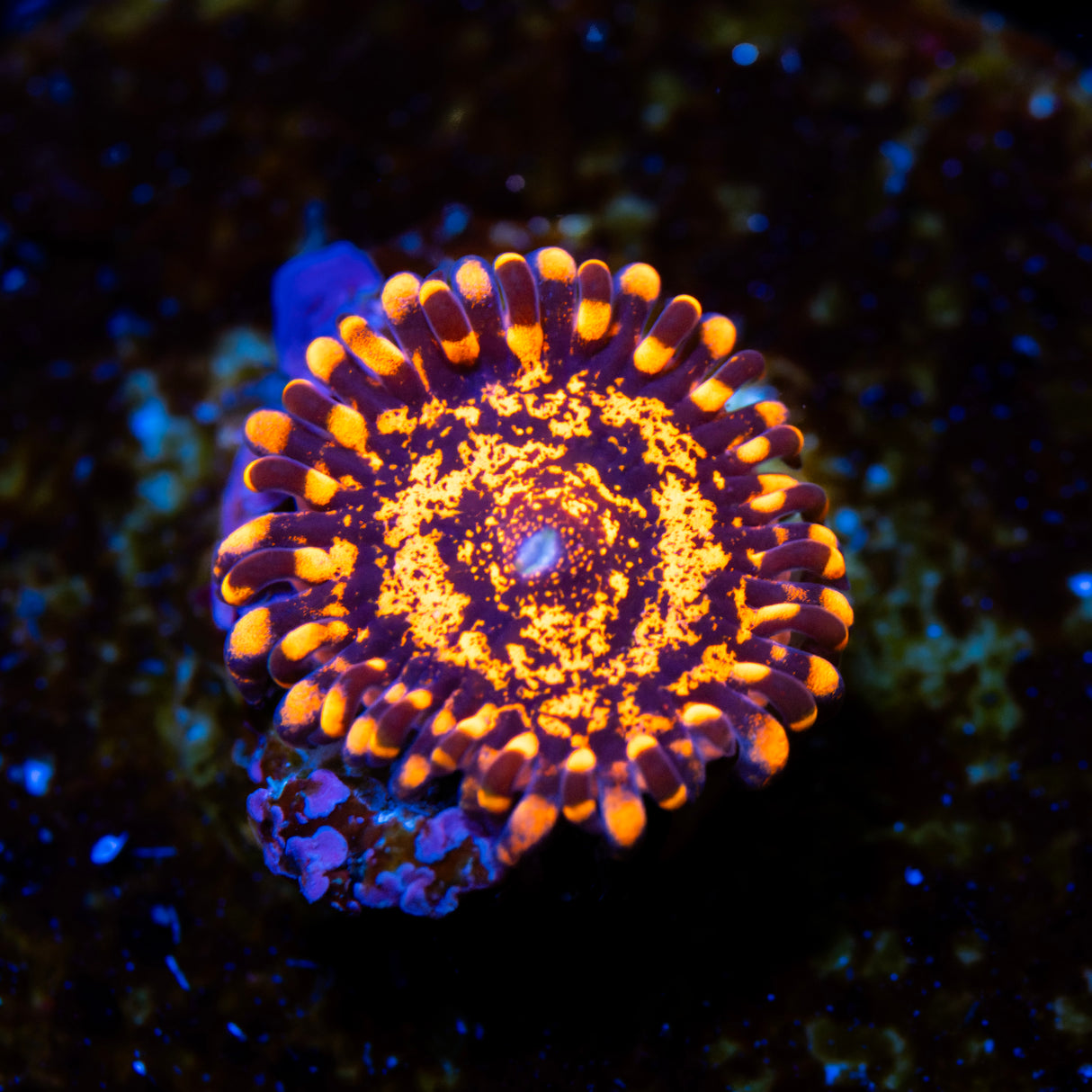 OG Nightmare Zoanthids