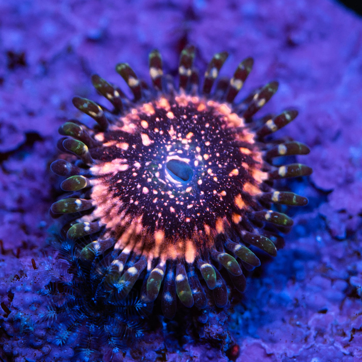 OG Pink Zippers Zoanthids