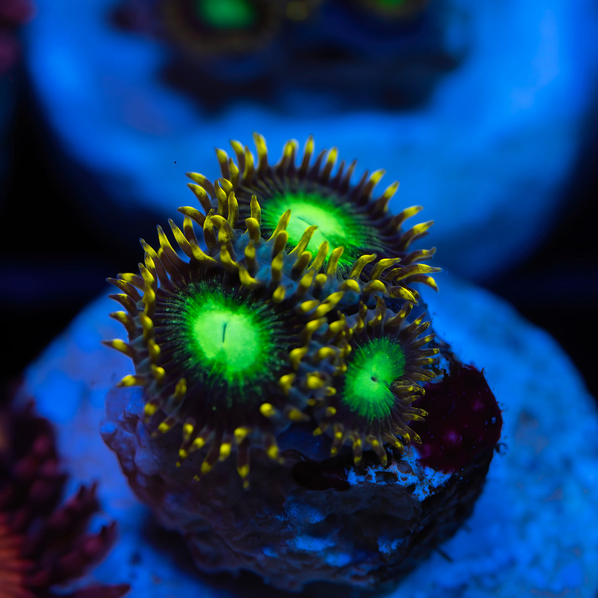 Radioactive Dragon Eyes Zoanthids