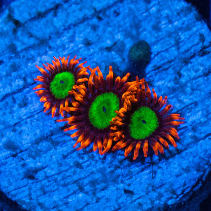 OG Goblins on Fire Zoanthids - USA Shipment - Cut to Order