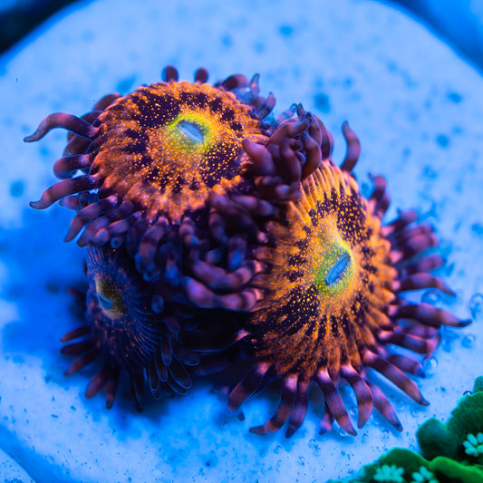 Sakura Sunrise Zoanthids - USA - Cut to Order