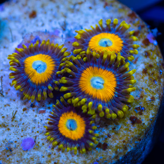 Scrambled Eggs Zoanthids - Classic - Cut to Order