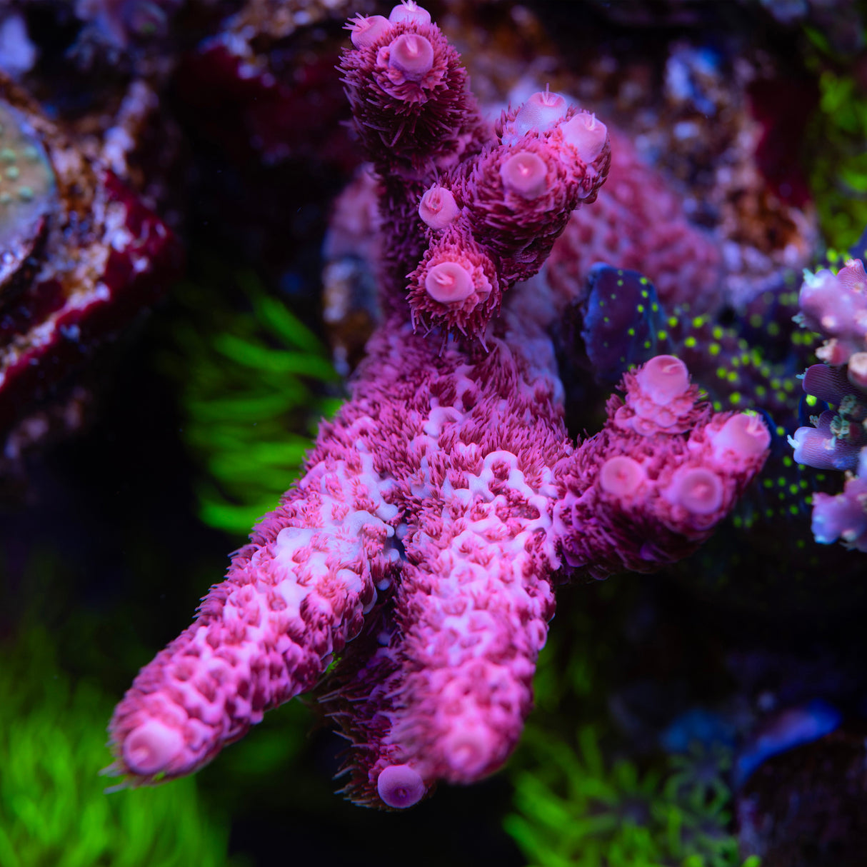 CS Screamin' Demon Acropora Millipora