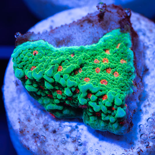 Seasons Greetings Montipora Cap - FREE