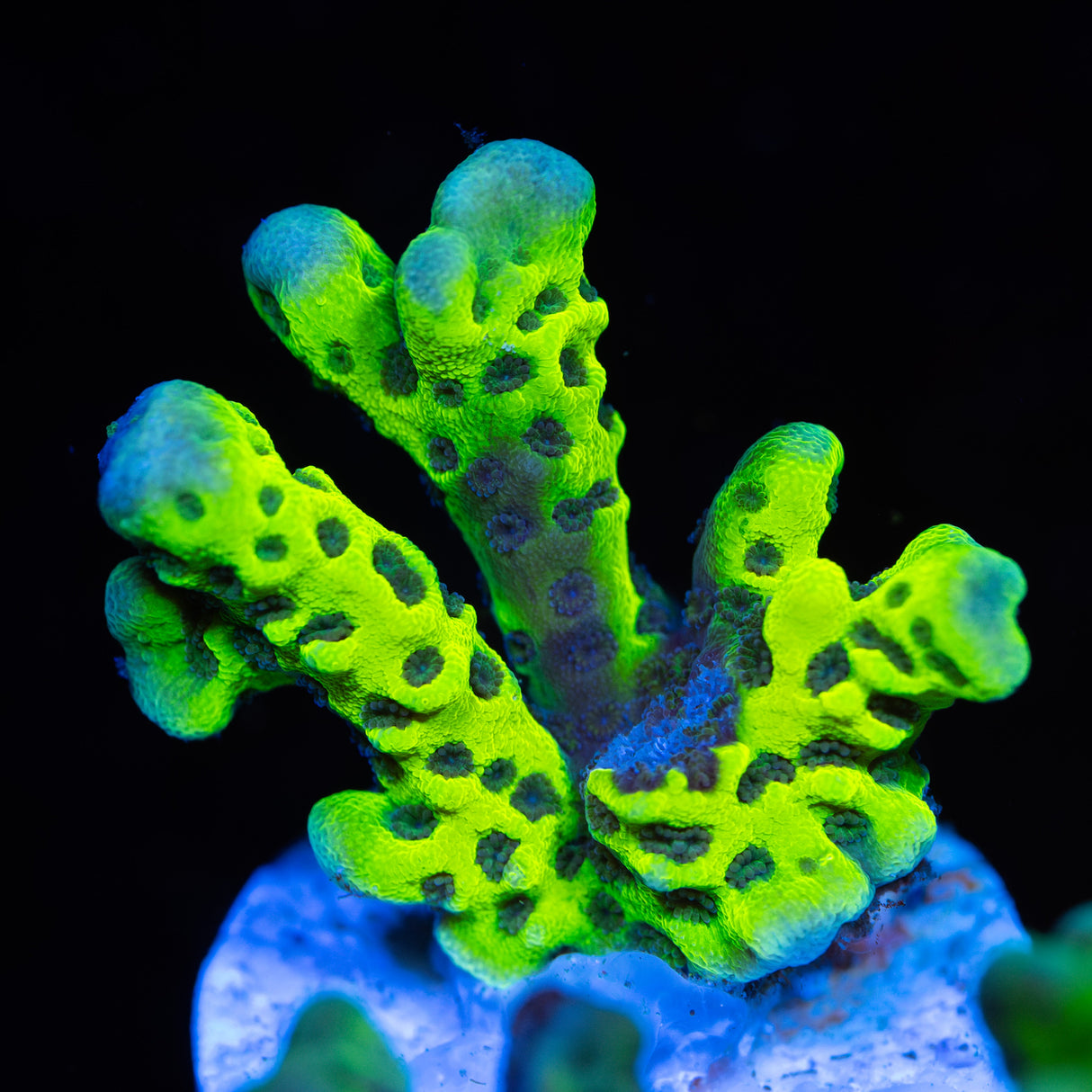 OG Slimeball Anacropora