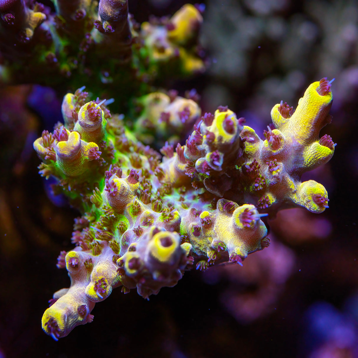 TSA Spyro the Dragon Acropora