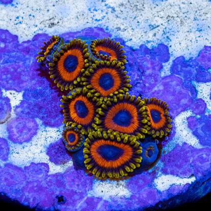 Jungle Juice Zoanthids - Cut to Order