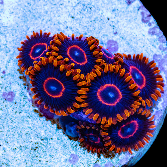 Red Hornets Zoanthids - Cut to Order