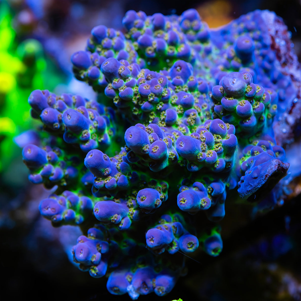 CS Toxic Mystery Acropora