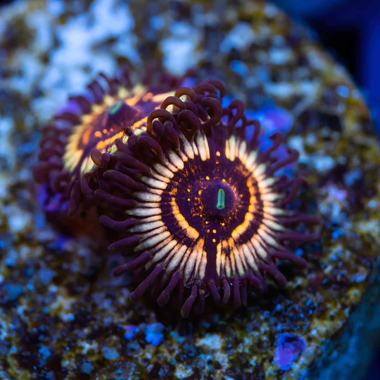 OG Vampire Slayers Zoanthids