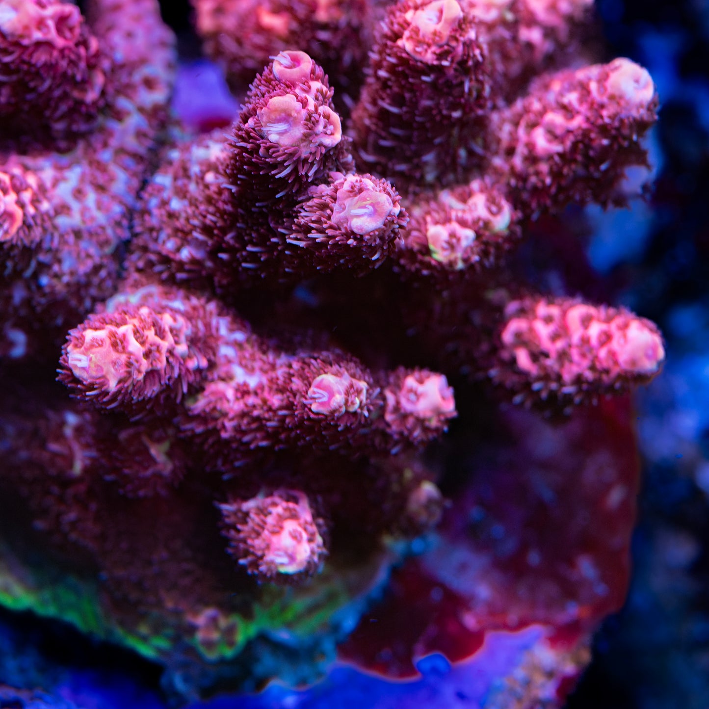 CS Watermelon Crush Millipora Acropora - Cut to Order