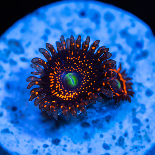 WWC Illuminati Zoanthids - USA - Cut to Order